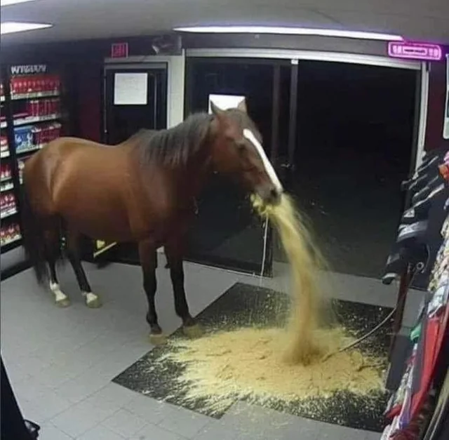 Horse Memes - Funny horse meme edit showing a horse in a ridiculous or unusual situation, part of the viral Horse Meme Trend