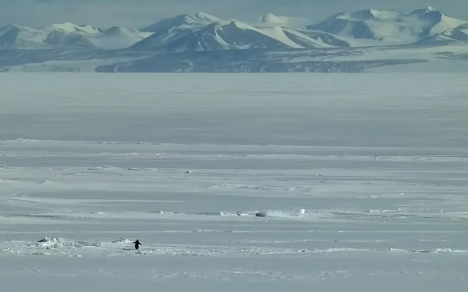 The Nihilistic Penguin Meme: Why We Are All Walking Into the Void